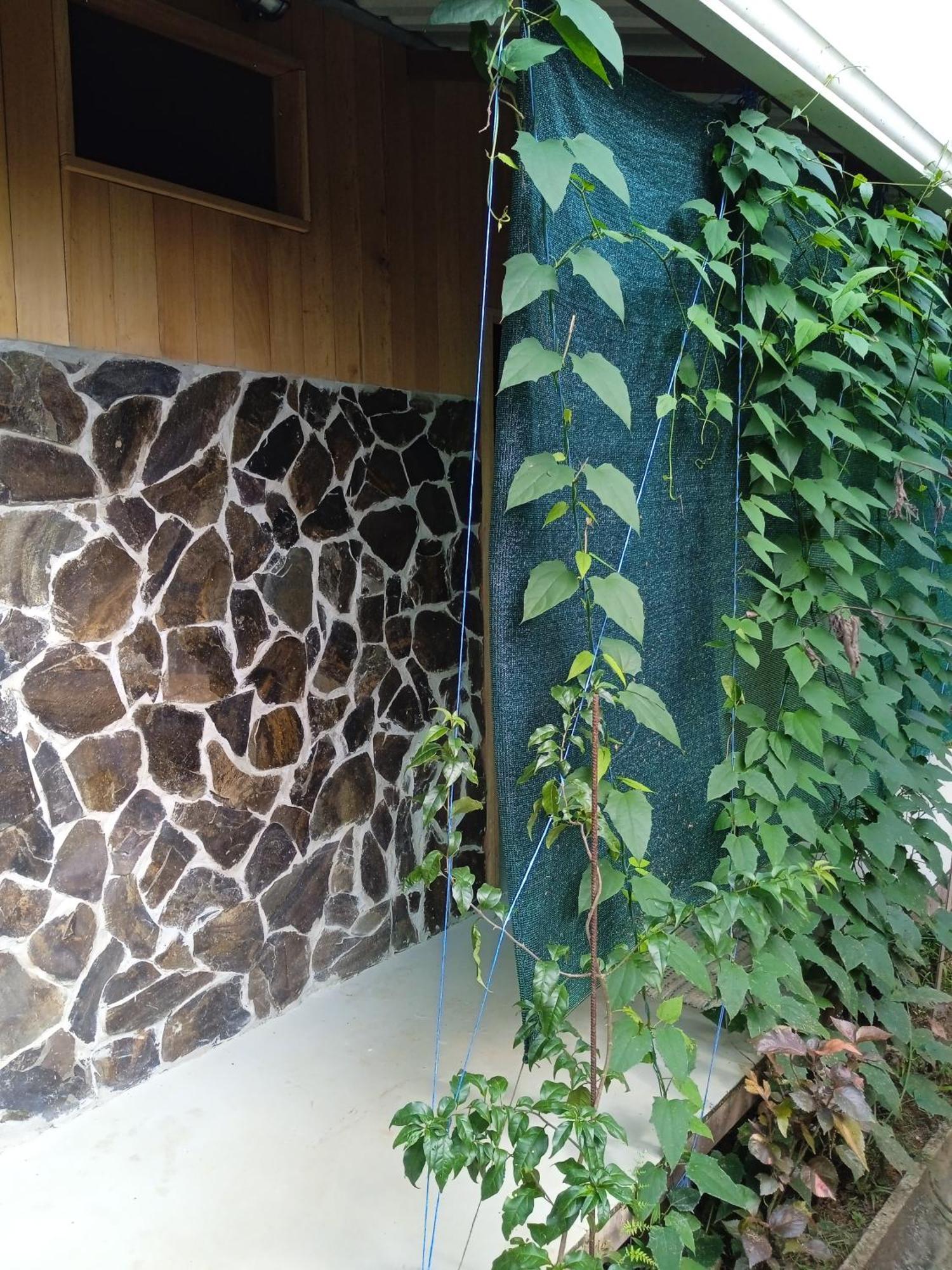 Cabanas Bajo Bosque Drake Drake Bay Luaran gambar